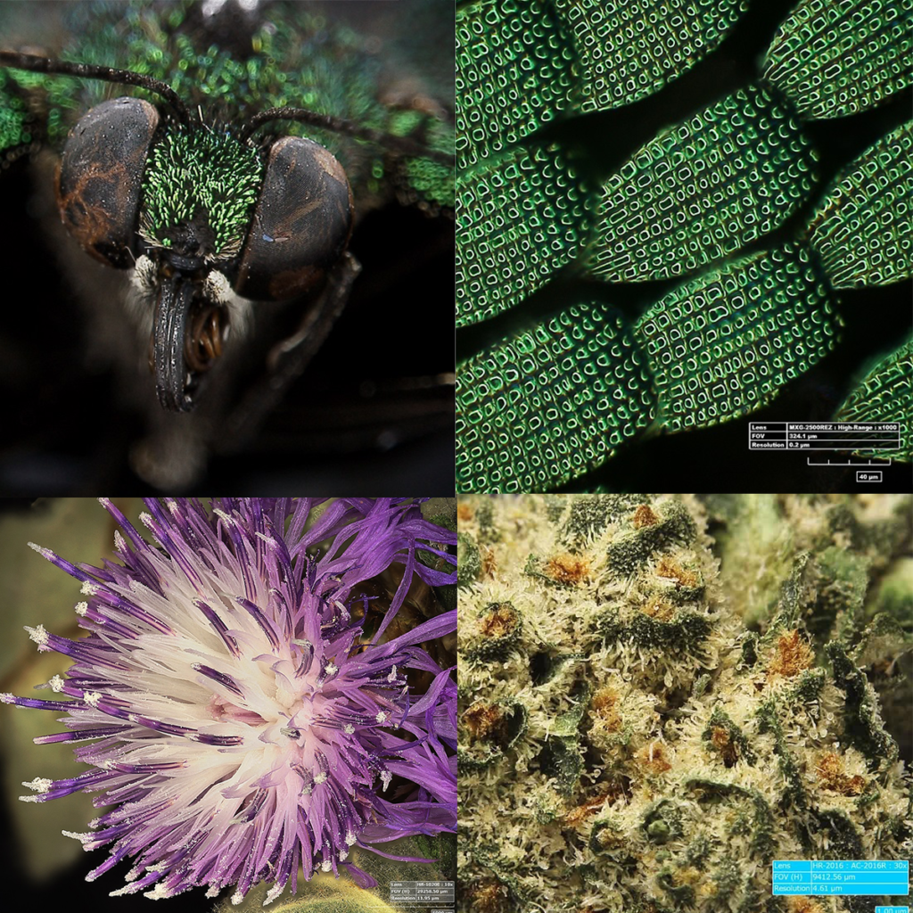 3D Digital Microscope : Biological - For measuring and analysis